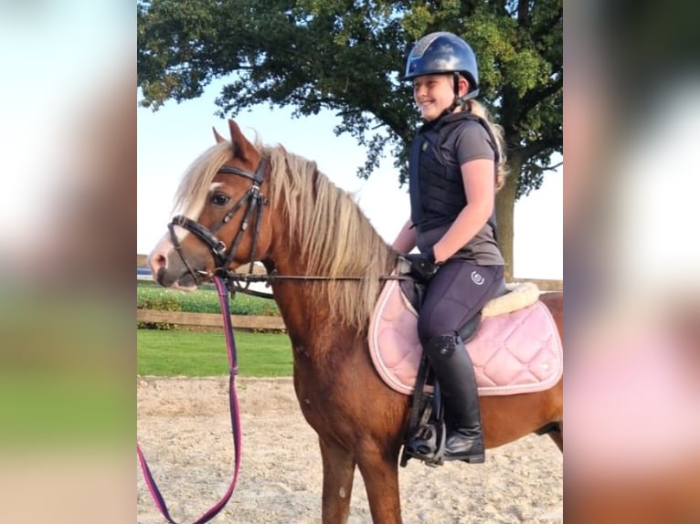 Welsh A (Mountain Pony) Stallion 4 years 11,1 hh Chestnut-Red in Gendt