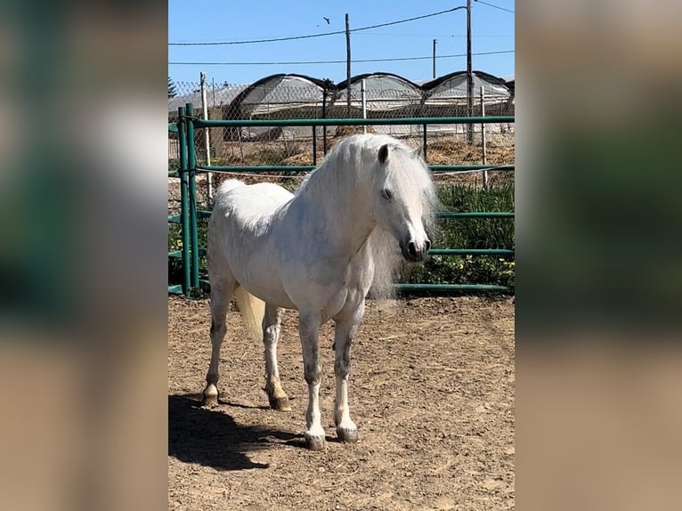 Welsh A (Mountain Pony) Stallion 5 years 10,2 hh Grey in jerez