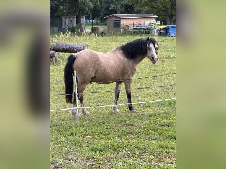 Welsh A (Mountain Pony) Stallion 5 years 11.2 hh Buckskin in Petershain