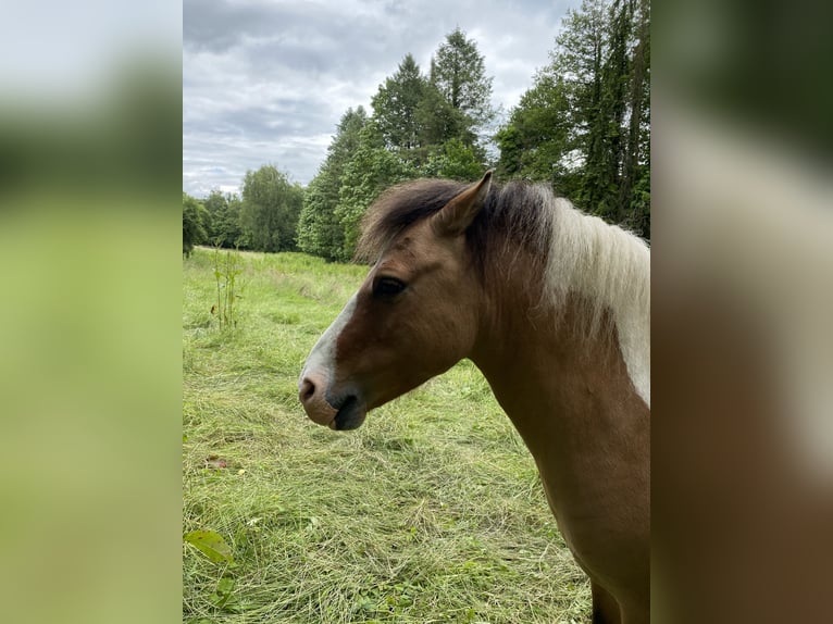 Welsh A (Mountain Pony) Mix Stallion 7 years 11,1 hh Pinto in Brilon