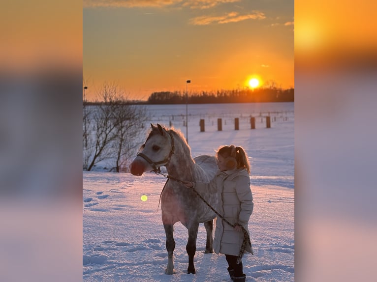 Welsh A (Mountain Pony) Stallion 8 years 11.1 hh Grey in Werkendam