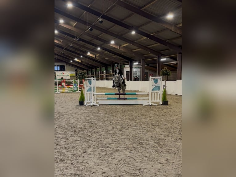Welsh A (Mountain Pony) Stallion 8 years 11.1 hh Grey in Werkendam