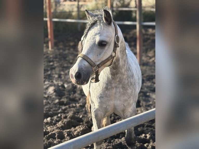 Welsh A (Mountain Pony) Stallion 8 years 11.1 hh Grey in Werkendam