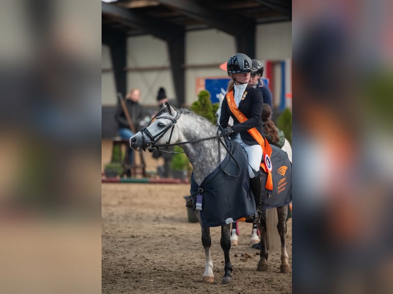 Welsh A (Mountain Pony) Stallion 8 years 11.1 hh Grey in Werkendam