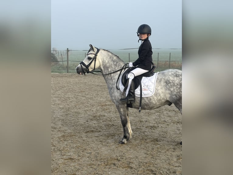 Welsh A (Mountain Pony) Stallion 8 years 11.1 hh Grey in Werkendam