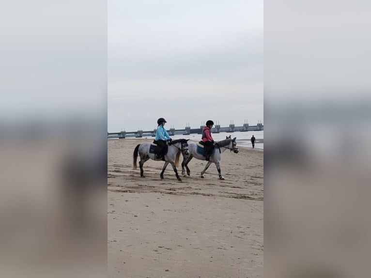 Welsh A (Mountain Pony) Stallion 8 years 11,1 hh Gray-Dapple in Heijningen