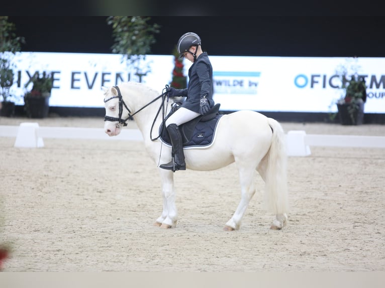 Welsh A (Mountain Pony) Stallion 9 years 11 hh Cremello in Sebaldeburen