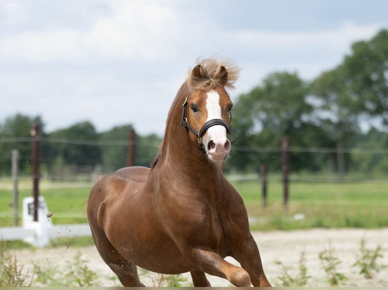 Welsh A (Mountain Pony) Stallion Chestnut-Red in Hollandscheveld