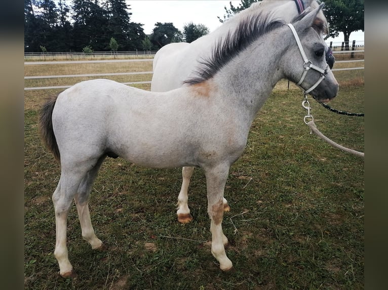 Welsh A (Mountain Pony) Stallion Foal (05/2026) 11.2 hh Grey in Mönchengladbach