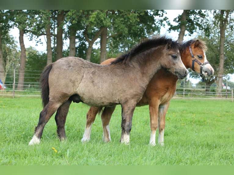 Welsh A (Mountain Pony) Stallion Foal (04/2026) 11.2 hh Grey in Ruinerwold