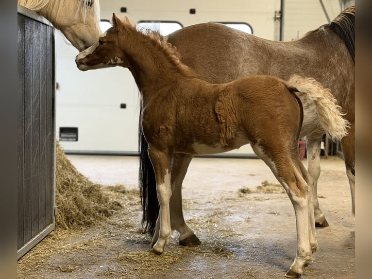 Welsh A (Mountain Pony) Stallion Foal (02/2026) 11.2 hh Sabino in Easterein