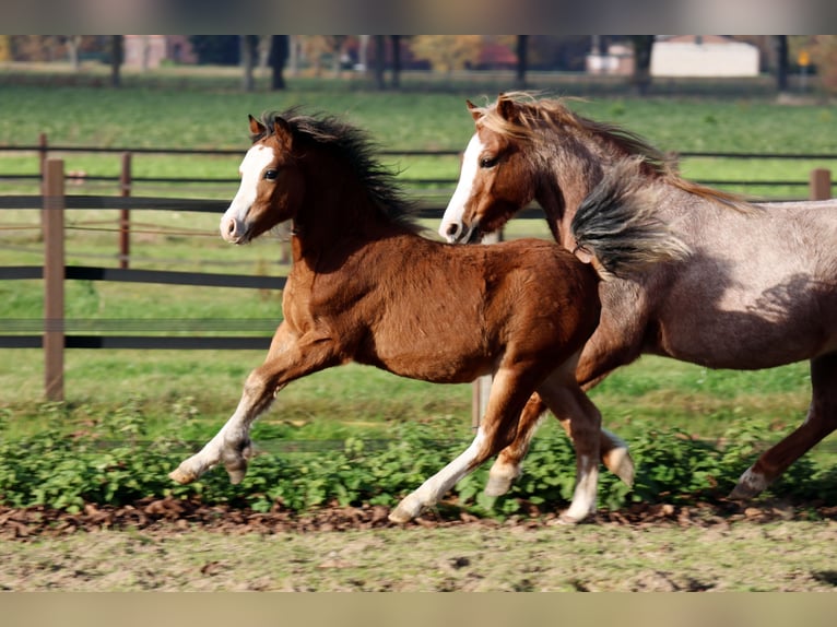 Welsh A (Mountain Pony) Stallion Foal (05/2025) 11,2 hh Brown in Kessel