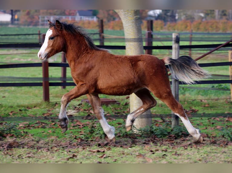 Welsh A (Mountain Pony) Stallion Foal (05/2025) 11,2 hh Brown in Kessel