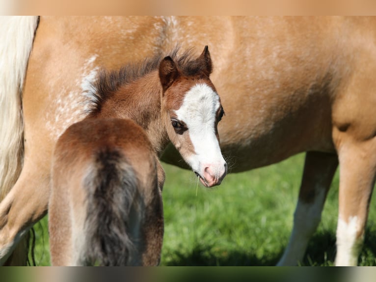 Welsh A (Mountain Pony) Stallion  11,2 hh Brown-Light in Aalten
