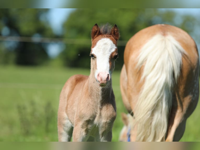 Welsh A (Mountain Pony) Stallion  11,2 hh Brown-Light in Aalten