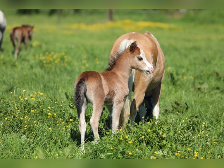 Welsh A (Mountain Pony) Stallion  11,2 hh Brown-Light in Aalten