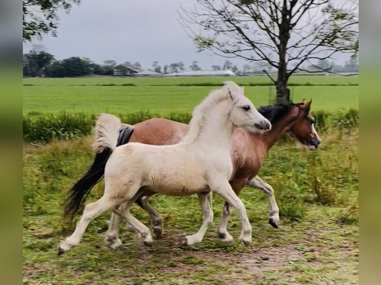 Welsh A (Mountain Pony) Stallion Foal (04/2025) 11,2 hh Brown in Easterein