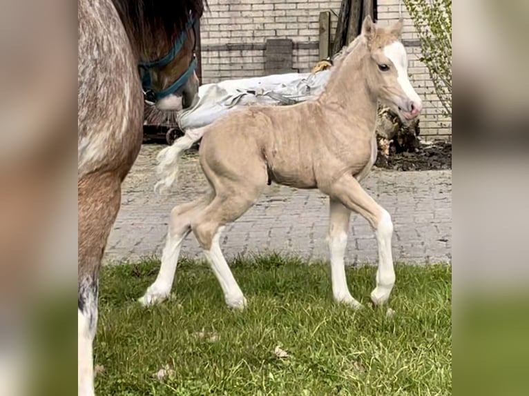 Welsh A (Mountain Pony) Stallion Foal (04/2025) 11,2 hh Brown in Easterein