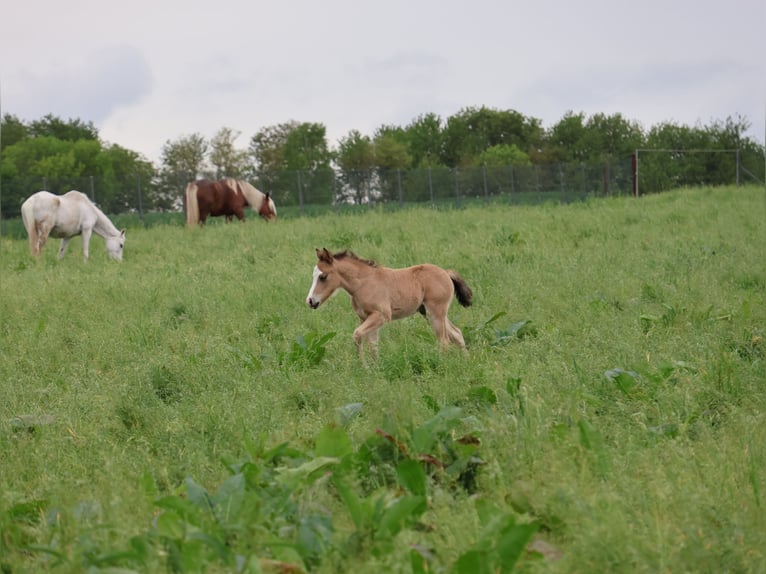 Welsh A (Mountain Pony) Mix Stallion  11,2 hh Buckskin in Scheibenhardt