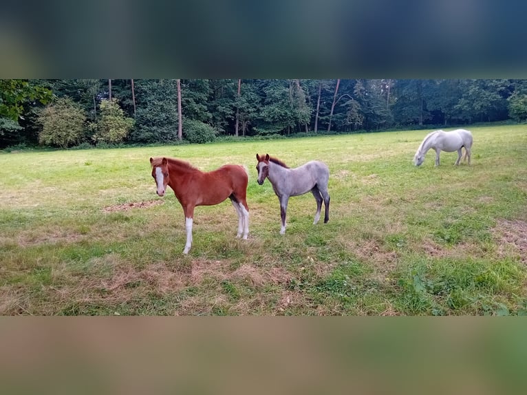 Welsh A (Mountain Pony) Stallion Foal (04/2025) 11,2 hh Chestnut-Red in Ibbenb&#xFC;ren