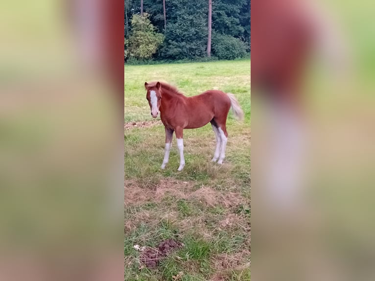 Welsh A (Mountain Pony) Stallion Foal (04/2025) 11,2 hh Chestnut-Red in Ibbenb&#xFC;ren