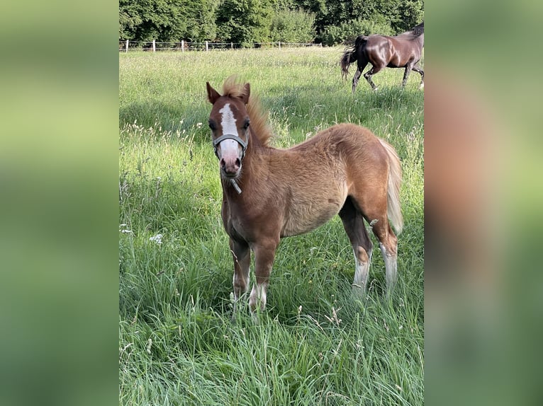 Welsh A (Mountain Pony) Stallion Foal (03/2025) 11,2 hh Chestnut-Red in Bissendorf