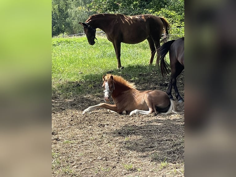 Welsh A (Mountain Pony) Stallion Foal (03/2025) 11,2 hh Chestnut-Red in Bissendorf