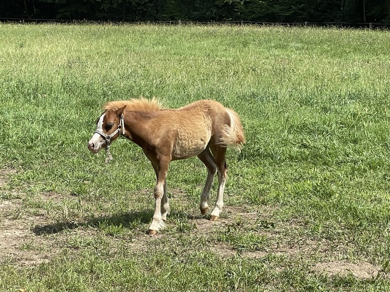 Welsh A (Mountain Pony) Stallion Foal (03/2025) 11,2 hh Chestnut-Red in Bissendorf