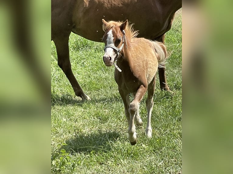 Welsh A (Mountain Pony) Stallion Foal (03/2025) 11,2 hh Chestnut-Red in Bissendorf