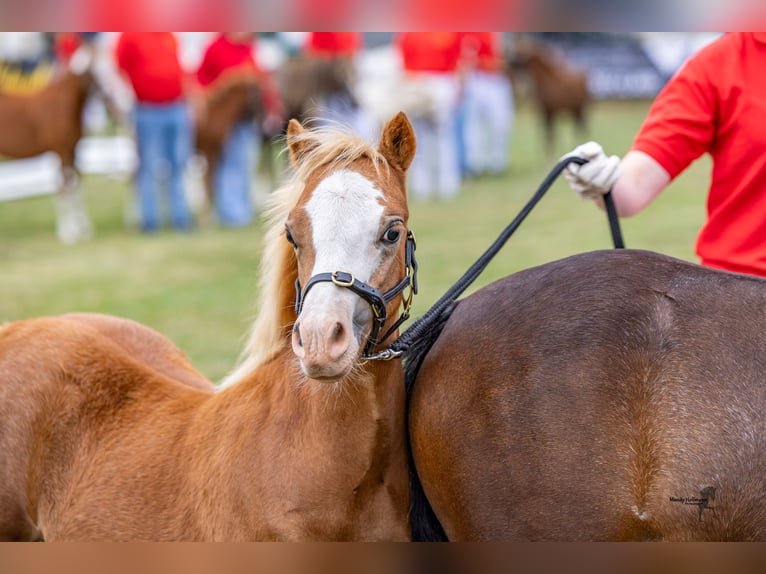 Welsh A (Mountain Pony) Stallion Foal (04/2025) 11,2 hh Chestnut-Red in Wietmarschen