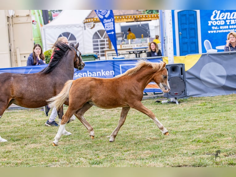 Welsh A (Mountain Pony) Stallion Foal (04/2025) 11,2 hh Chestnut-Red in Wietmarschen
