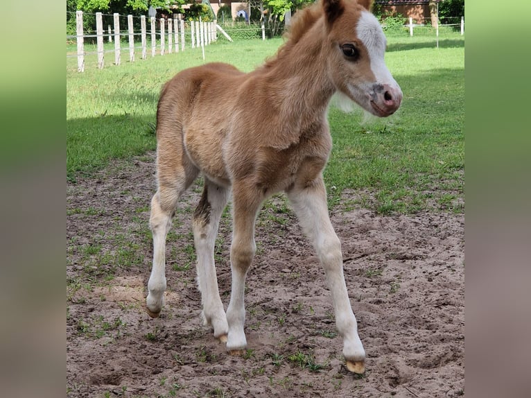 Welsh A (Mountain Pony) Stallion Foal (04/2025) 11,2 hh Chestnut-Red in Wietmarschen