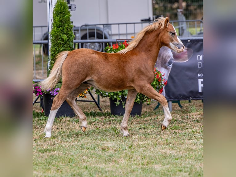 Welsh A (Mountain Pony) Stallion Foal (04/2025) 11,2 hh Chestnut-Red in Wietmarschen