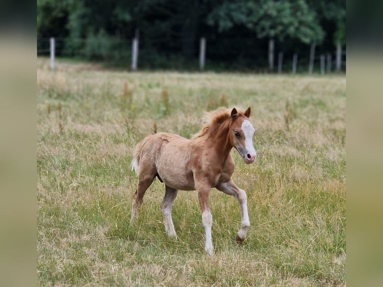 Welsh A (Mountain Pony) Stallion Foal (04/2025) 11,2 hh Chestnut-Red in Wietmarschen