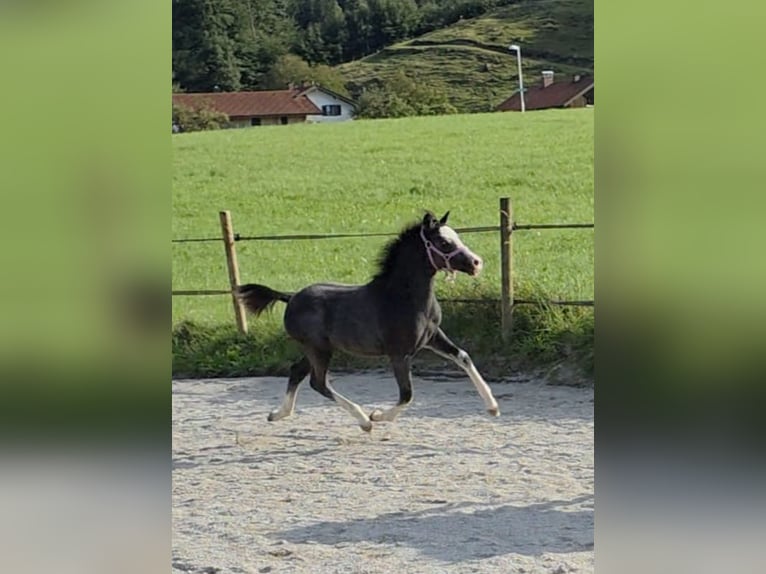Welsh A (Mountain Pony) Stallion Foal (05/2025) 11,2 hh Grey in Kiefersfelden