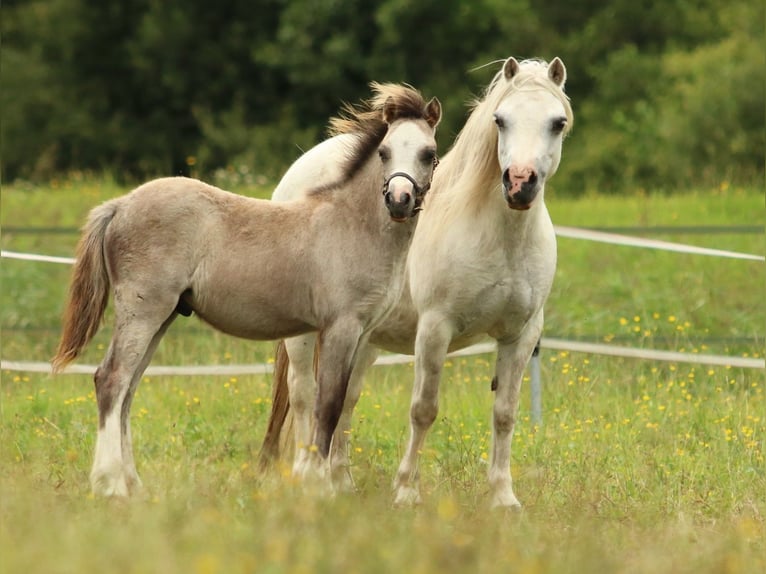 Welsh A (Mountain Pony) Stallion Foal (03/2025) 11,2 hh Grey in Ruinerwold