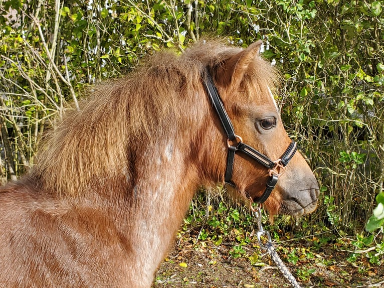 Welsh A (Mountain Pony) Stallion Foal (03/2025) 11,2 hh Roan-Red in Niederstetten