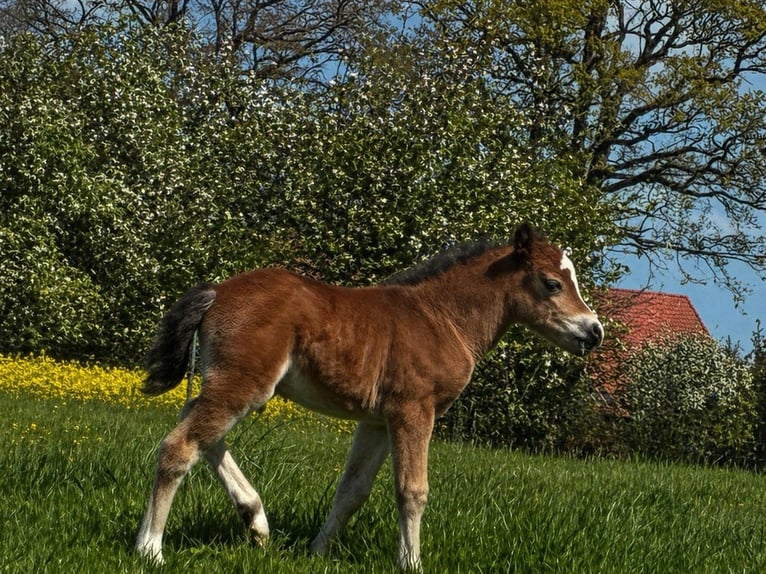 Welsh A (Mountain Pony) Stallion Foal (04/2026) 12 hh Brown in Syke