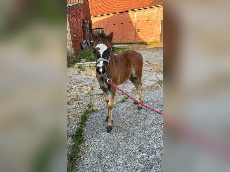 Welsh A (Mountain Pony) Stallion Foal (04/2026) 12 hh Brown in Syke