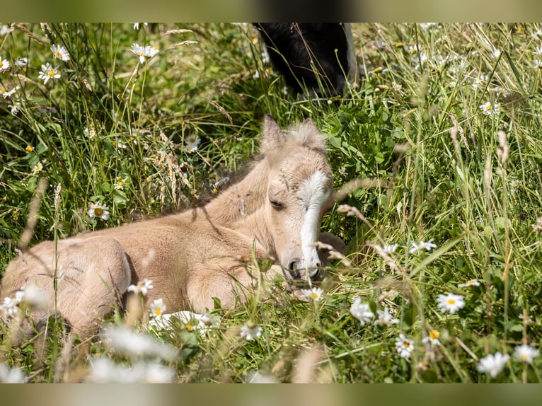 Welsh A (Mountain Pony) Stallion Foal (06/2026) 12 hh Buckskin in Windeck