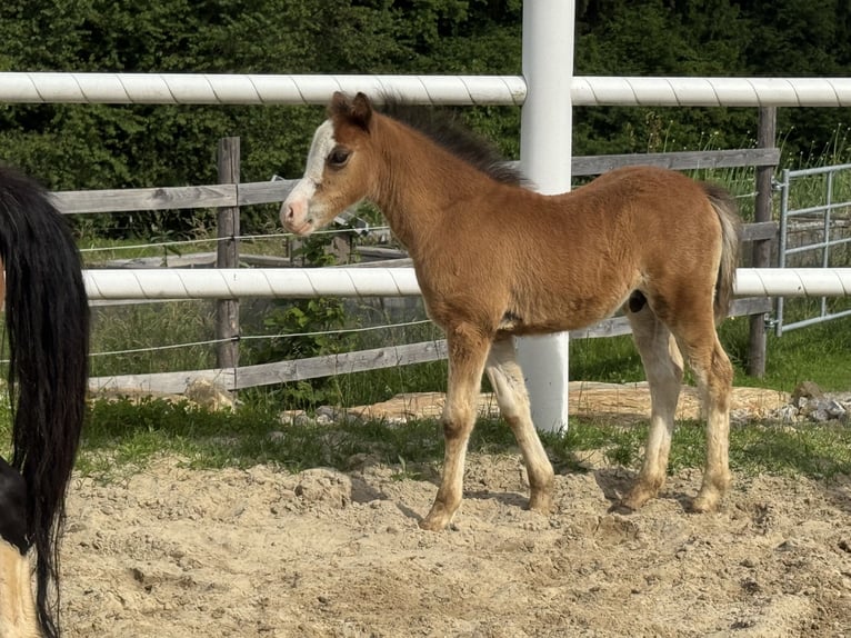Welsh A (Mountain Pony) Stallion Foal (04/2025) Bay-Dark in Wegscheid