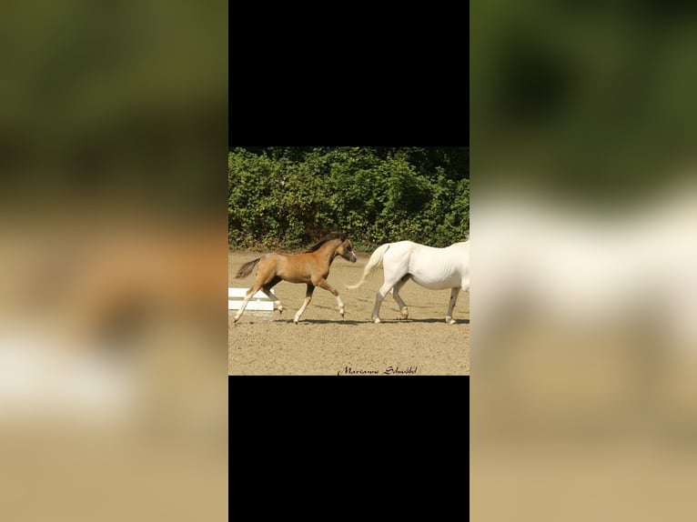 Welsh A (Mountain Pony) Stallion Foal (04/2025) in Neuenkirchen