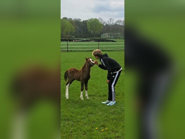 Welsh A (Mountain Pony) Stallion Foal (04/2025) in Neuenkirchen