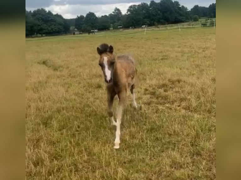 Welsh A (Mountain Pony) Stallion Foal (04/2025) in Neuenkirchen
