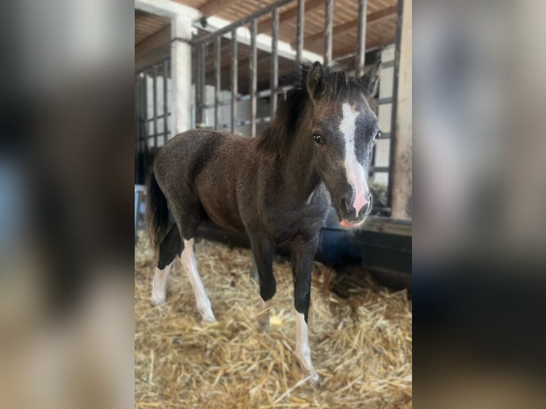 Welsh A (Mountain Pony) Stallion Foal (04/2025) in Neuenkirchen