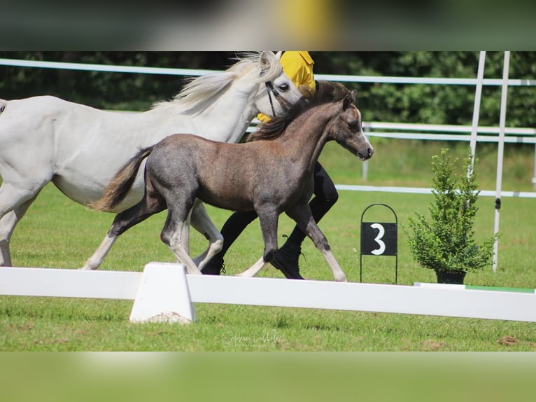 Welsh A (Mountain Pony) Stallion Foal (04/2025) in Neuenkirchen
