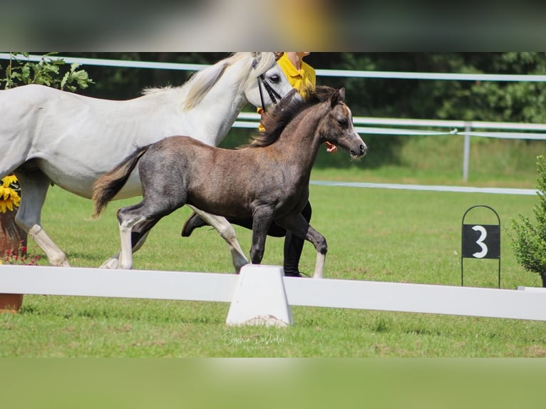 Welsh A (Mountain Pony) Stallion Foal (04/2025) in Neuenkirchen