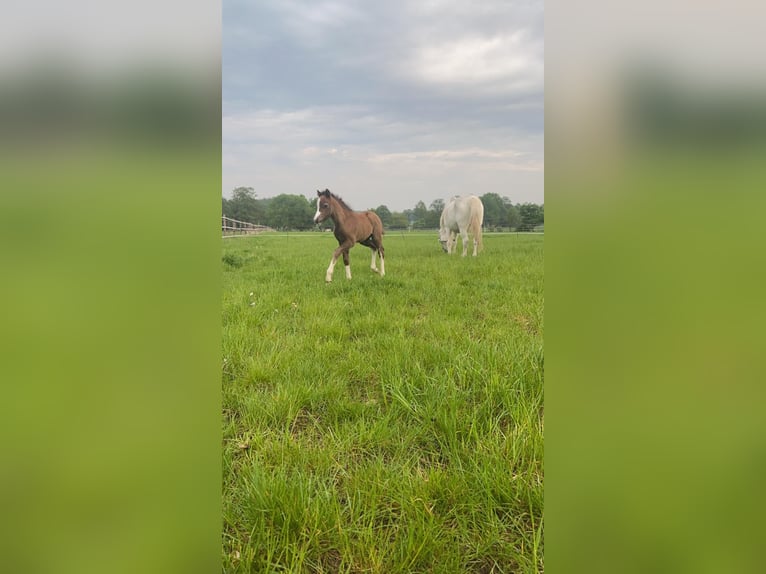 Welsh A (Mountain Pony) Stallion Foal (04/2025) in Neuenkirchen