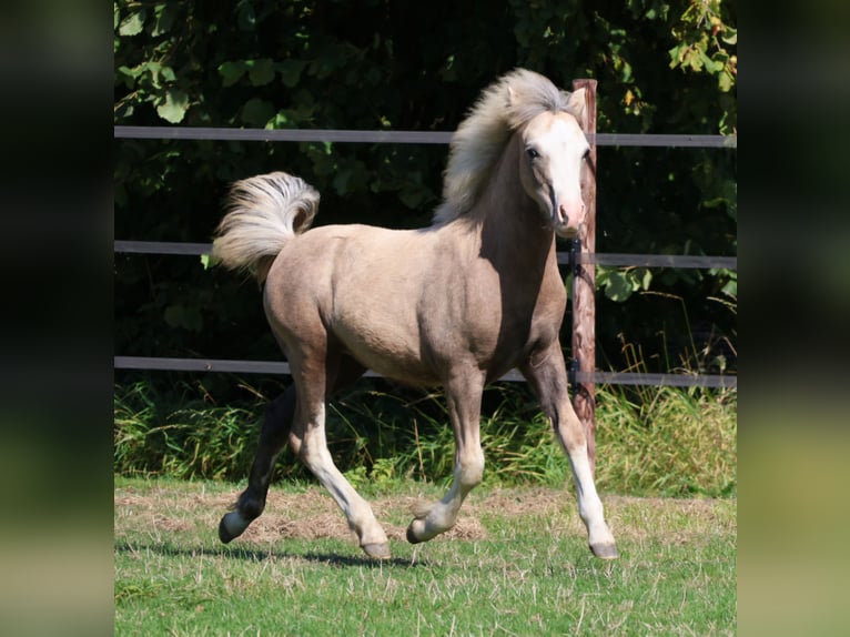 Welsh A (Mountain Pony) Stallion Foal (03/2025) Grey in Ten Boer
