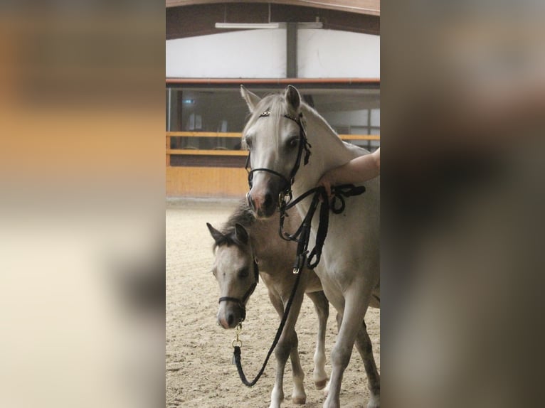Welsh A (Mountain Pony) Stallion Foal (05/2025) Grey in Hellenthal